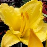 Hemerocallis lilioasphodelusЦветок