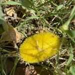 Cucumis dipsaceus Fruit