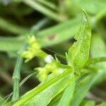 Valeriana dentata Blatt