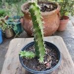 Echinocereus pentalophus Leaf