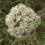 Seseli annuum Blüte