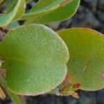 Limonium tuberculatum Hoja