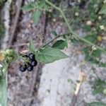 Solanum americanum برگ