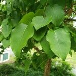 Alnus cordata Leaf