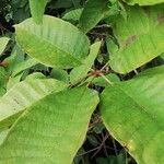 Vitex grandifolia Leaf