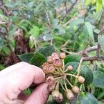 Vaccinium racemosum Frucht