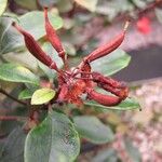 Rhododendron apoanum Plod