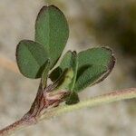 Trifolium saxatile Іншае