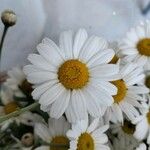 Tanacetum cinerariifolium Fleur