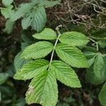 Rubus apetalus Folha