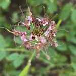 Cleome dodecandra Flower