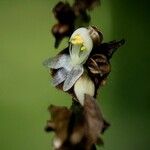 Polyspatha paniculata Blüte