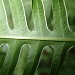 Pteris linearis Leaf