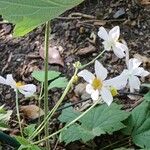 Eriocapitella vitifoliaFlower