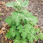 Tanacetum parthenium Hábito