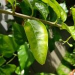 Cestrum nocturnum Feuille