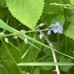 Myosotis arvensis Bark