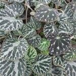 Begonia imperialis Hoja