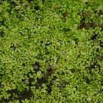 Lemna aequinoctialis Облик