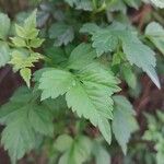 Tecomaria capensis Blatt