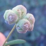 Valeriana vesicaria Fruit