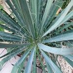 Yucca filamentosa Leaf
