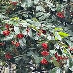 Cotoneaster coriaceus Foglia