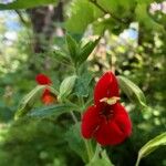 Mimulus cardinalis Flor