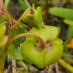 Trichodesma marsabiticum Fruit