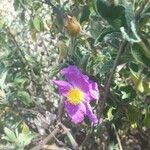Cistus crispus Flower