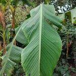 Calathea lutea Folio