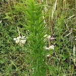 Erigeron sumatrensis ശീലം