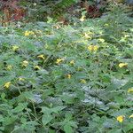 Impatiens noli-tangere Habit