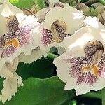 Catalpa ovata പുഷ്പം