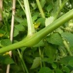 Physalis philadelphica Rusca