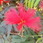 Calliandra tweediei Flower