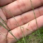 Molinia caeruleaBlomst