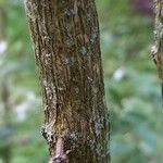 Philadelphus tomentosus Bark