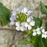 Cakile maritima Flower