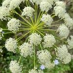 Laserpitium gallicum Квітка