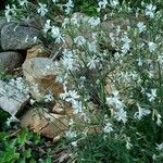 Silene italica Habitat