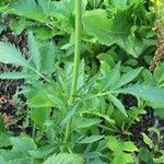 Patrinia scabiosifolia Leaf