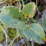 Salix pyrenaica Habitatea