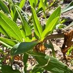 Valeriana lecoqii Blatt