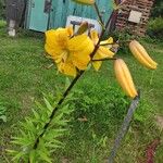 Lilium lancifoliumKvet