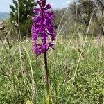 Orchis masculaफूल