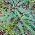 Blechnum spicantLeaf