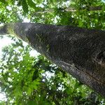 Dichostemma glaucescens Bark