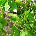 Stevia rebaudiana Leaf