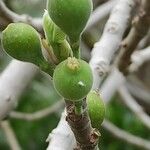 Ficus palmata Fruit